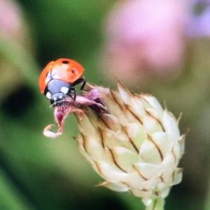 Meet your Posher, Abigail